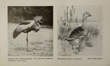 1926 - Kronen- oder Pfauenkranich, Graugans / Austernfischer, ... - alter Druck